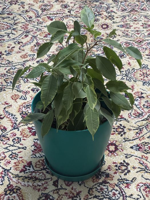 Комнатные цветы для дома офисов