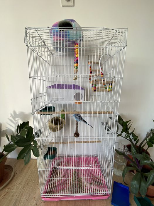 Попугай ұясымен бірге сатылады