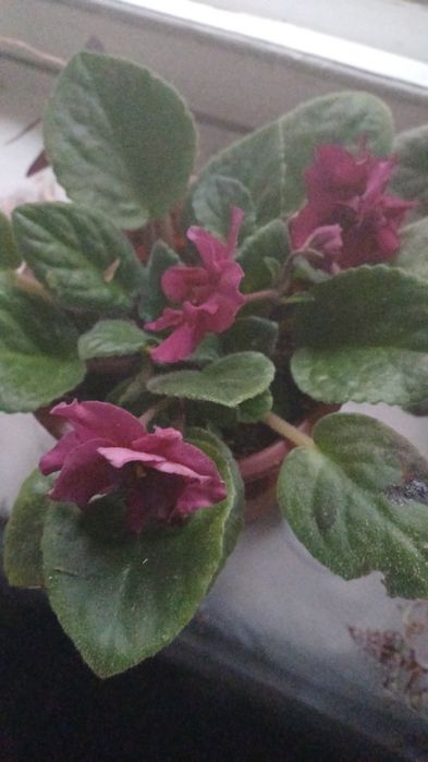 Цветы комнатные.