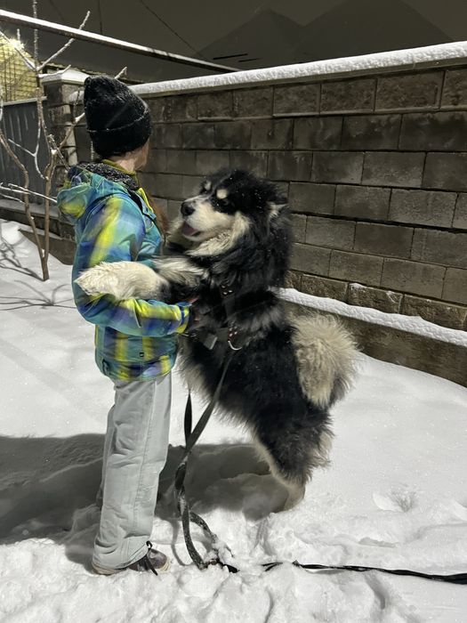 Маламут Аляскинский (вязка) кабель, 2,5 года .