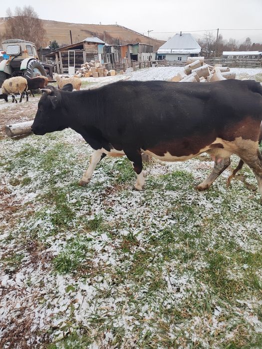 Продам корову 8 лет