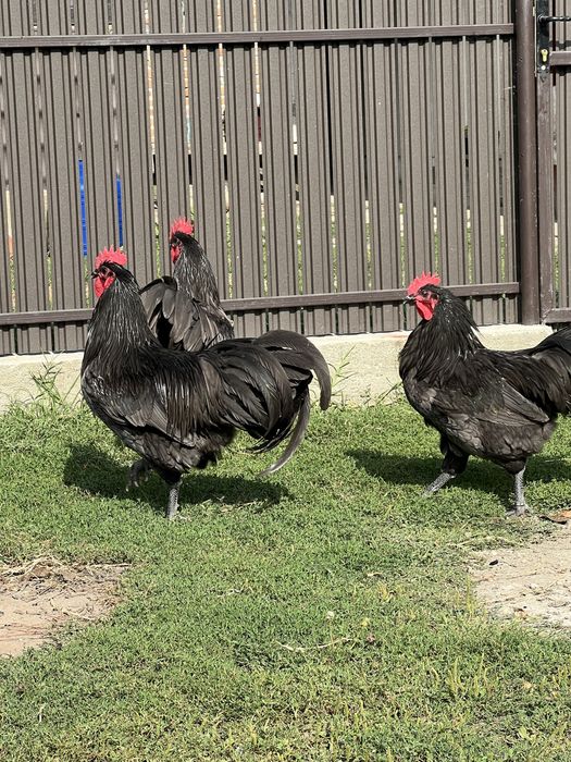 Cocosi australorp negru si albastru