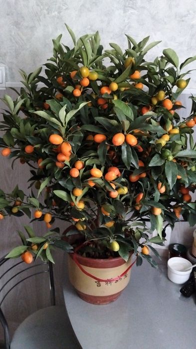 Продам дерево цитруса кумкват