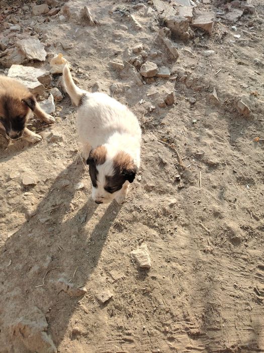 Отдам кутят бесплатно