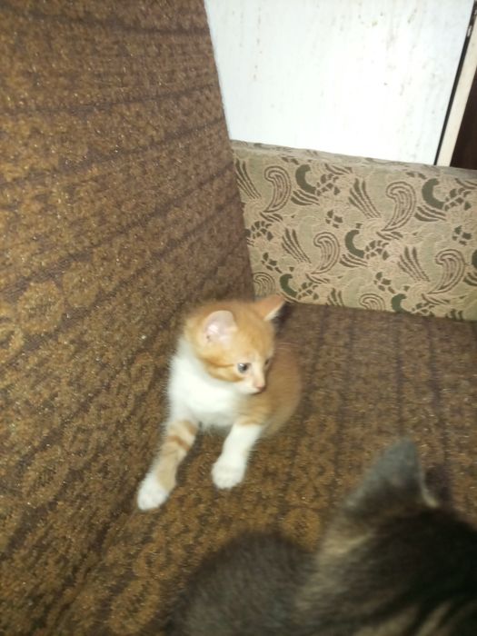 Отдам котят ,рыжие