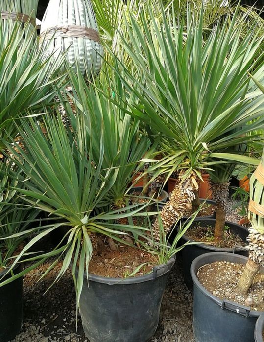Yucca faxoniana - soi extrem de rezistent
