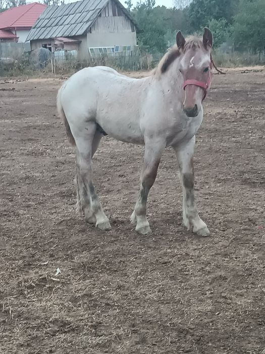 De vânzare Iapă  cu mânz