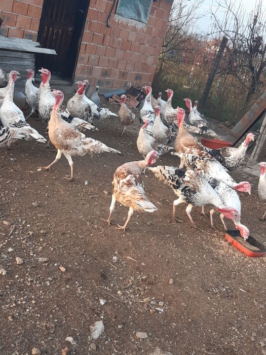 Vând curci de casă