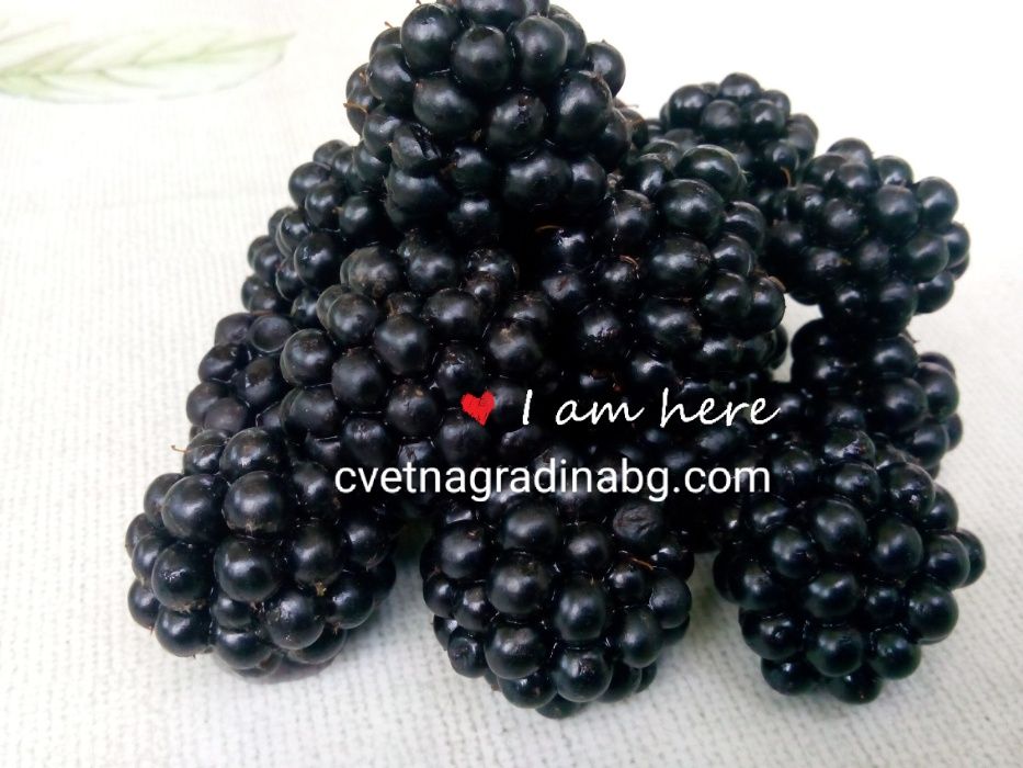 Къпина без бодли - едра и сладка Торнфрий