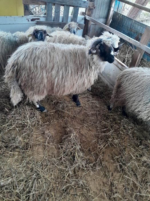 Vand berbec mior breaz