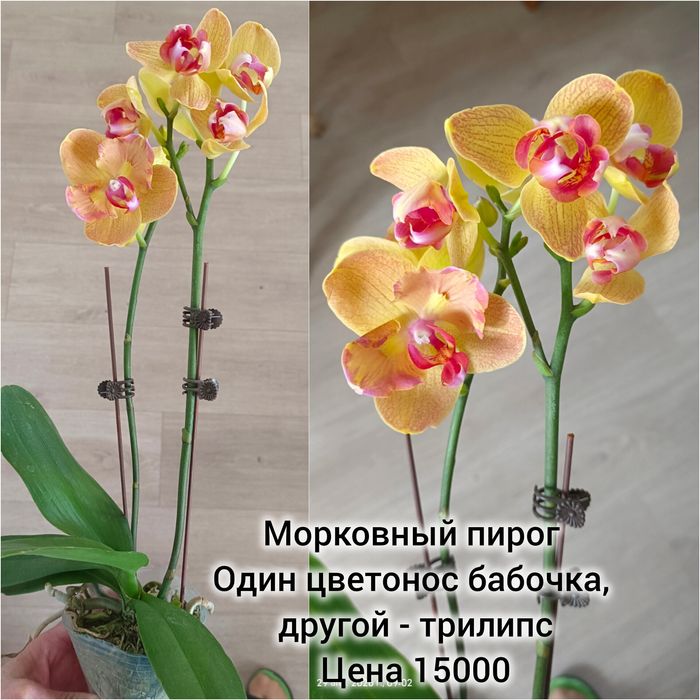 Орхидеи  сортовые Ванда