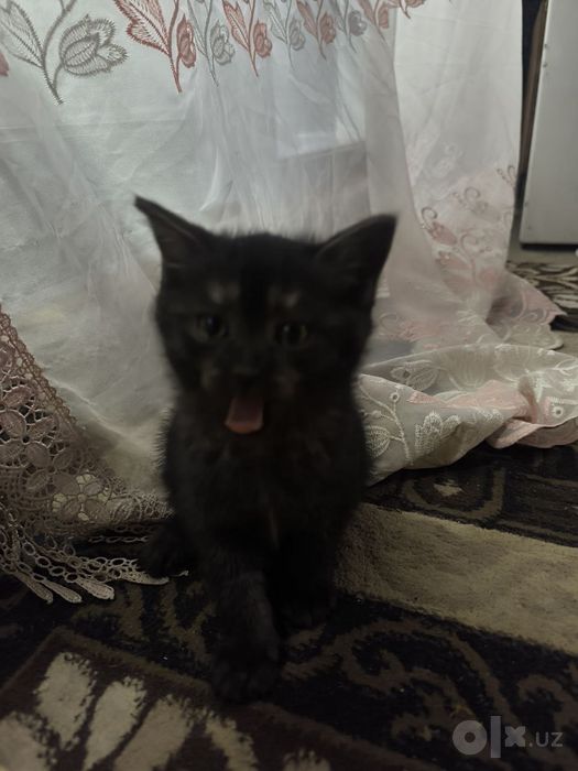 Котенки по 1 месяцу