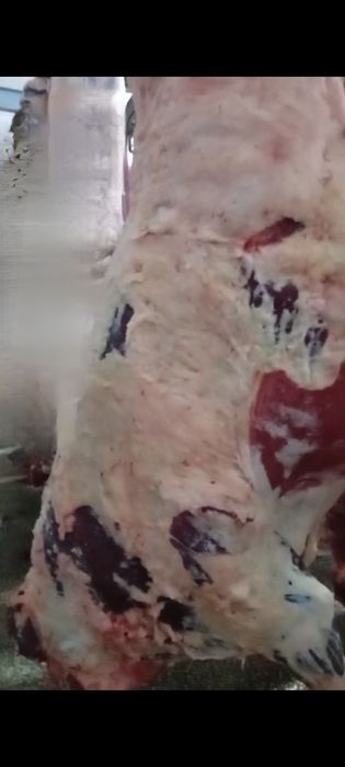 Мясо говядины молодняк