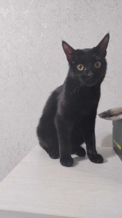 кошечка ищет дом