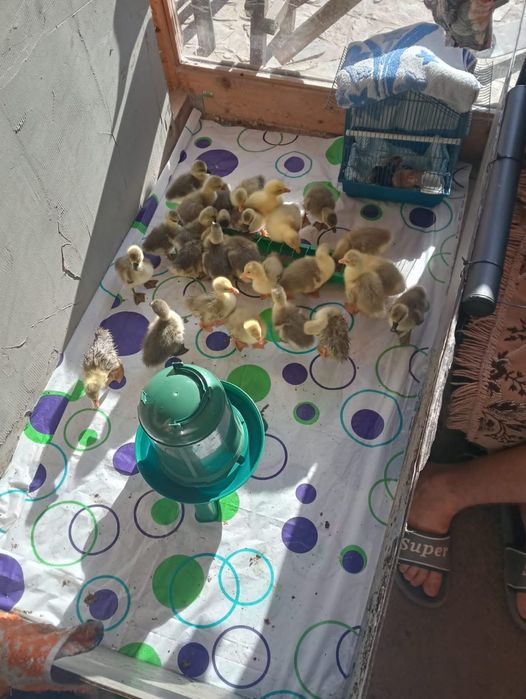 Vand ouă și boboci de găsca