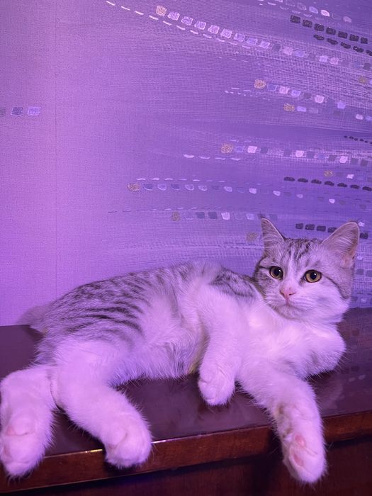 скоттиш страйт 5 месяцев