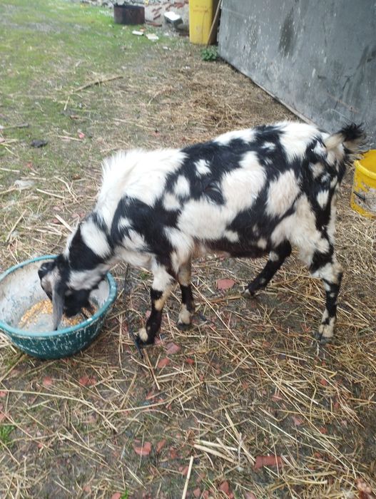 Vind s-au schimb țap Anglonubian