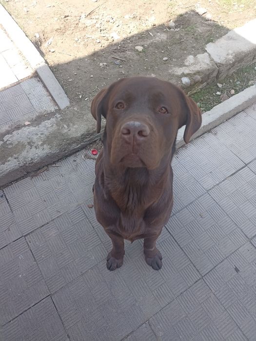 Вязка Лабрадор шоколадка