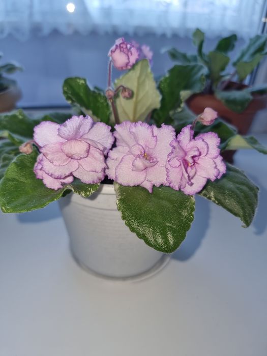 Фиалки красивые,