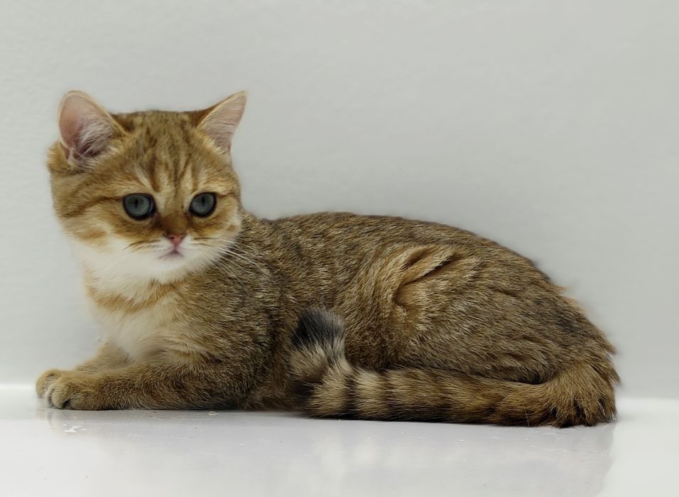 Кошечки и котик британские  .  .