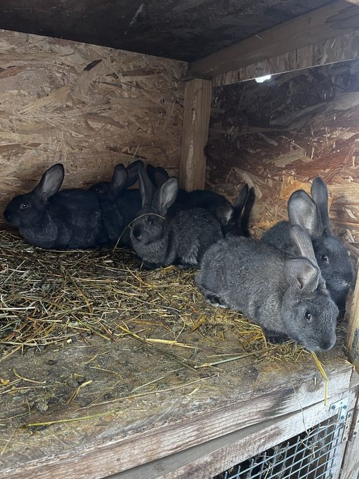 Urias german masculi 1 an