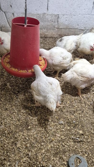 Pui de carne din gospodarie