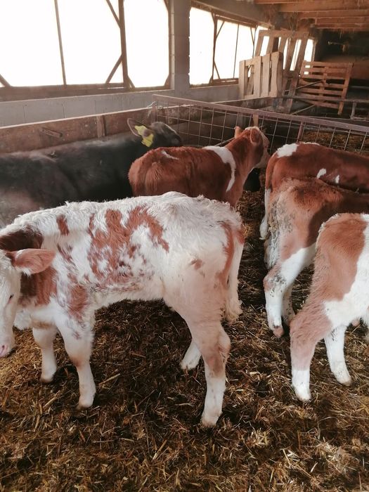 Vând viței încărcați și semi încărcați