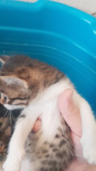 Отдам в хорошие руки