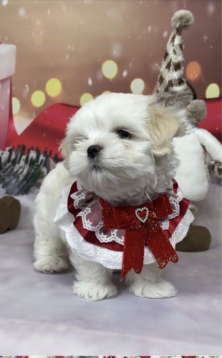 Щенки  элитные мальтезе