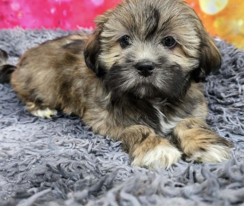 Bichon havanez 500 lei