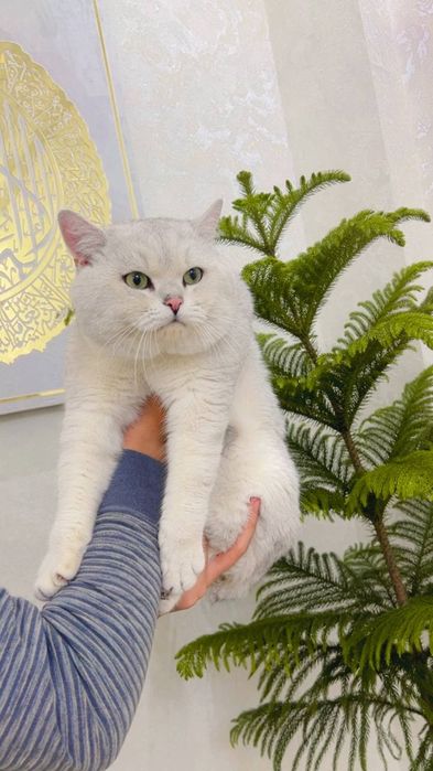 Вяскага Британиски Шиншилла 1.5 йош вяскани яхши к,илади