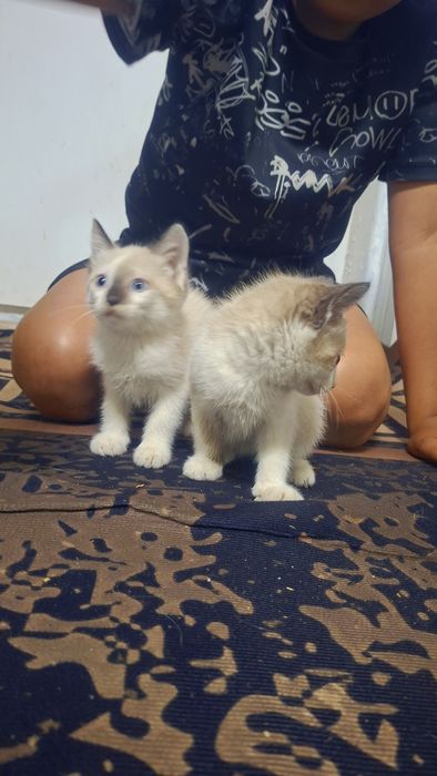 Отдам котят бесплатно мальчик и девочка