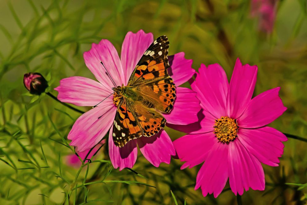 Canon Canon 10D Body