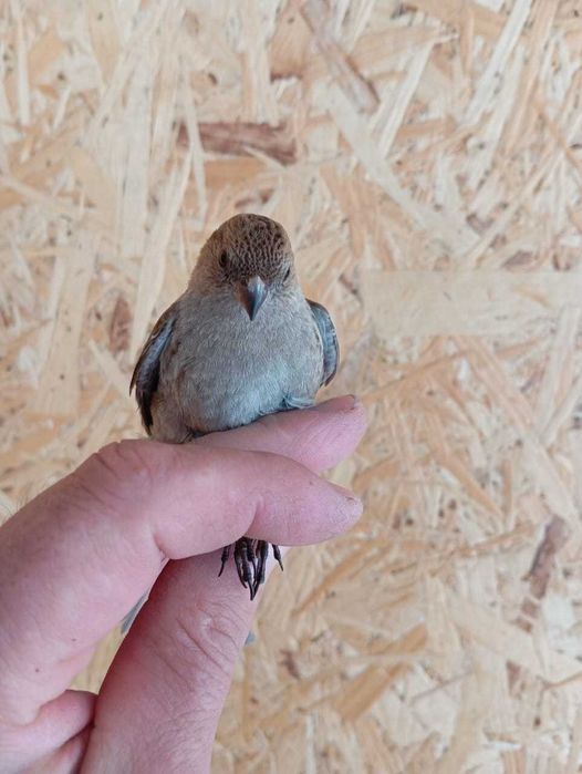 Продам птицу певчие