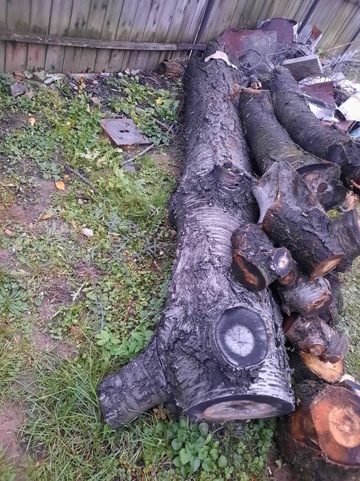 Trunchi cires negru si nuc