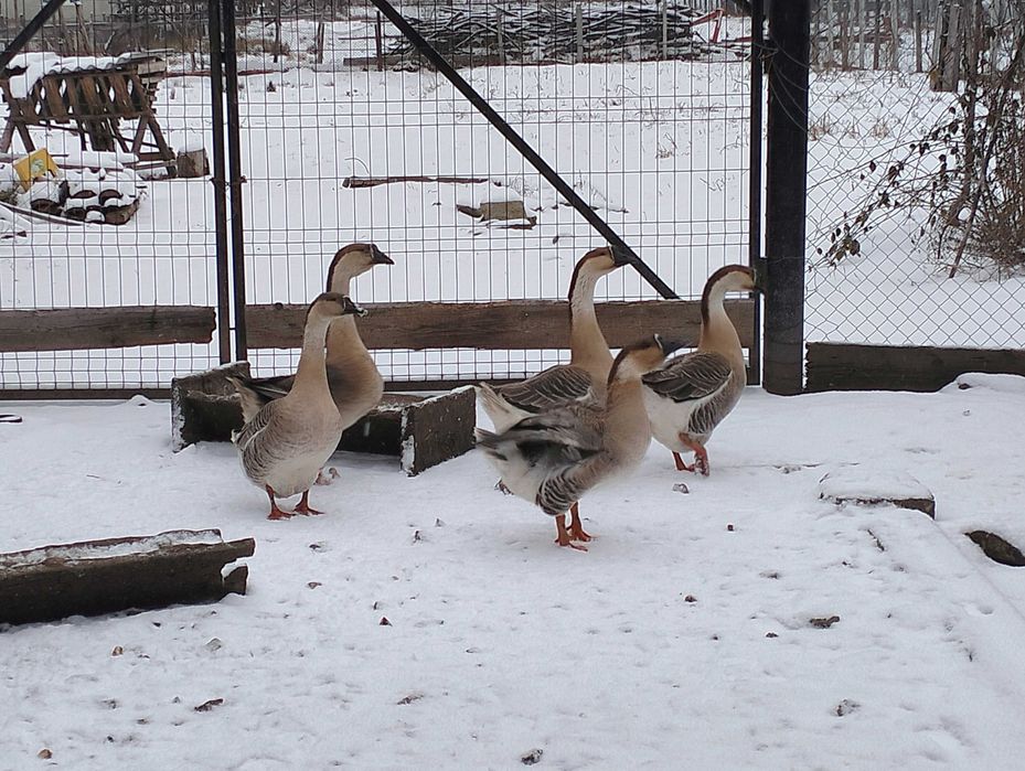 Gâște americane ouătoare pereche