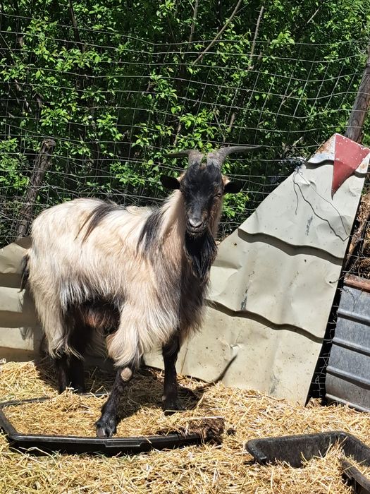 ȚAP bun pentru montă