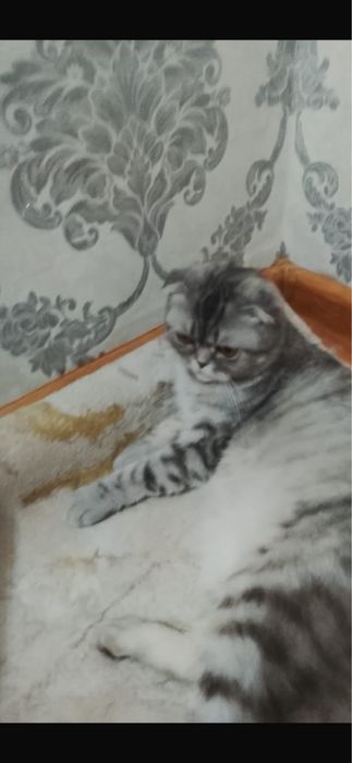 Шодландски кошка