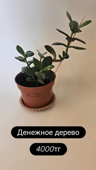 Растения для дома и офиса