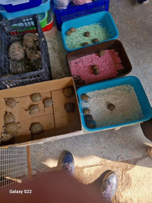 Сухопутные черепахи, черепаха, черепахи, toshbaqa, toshbaqala