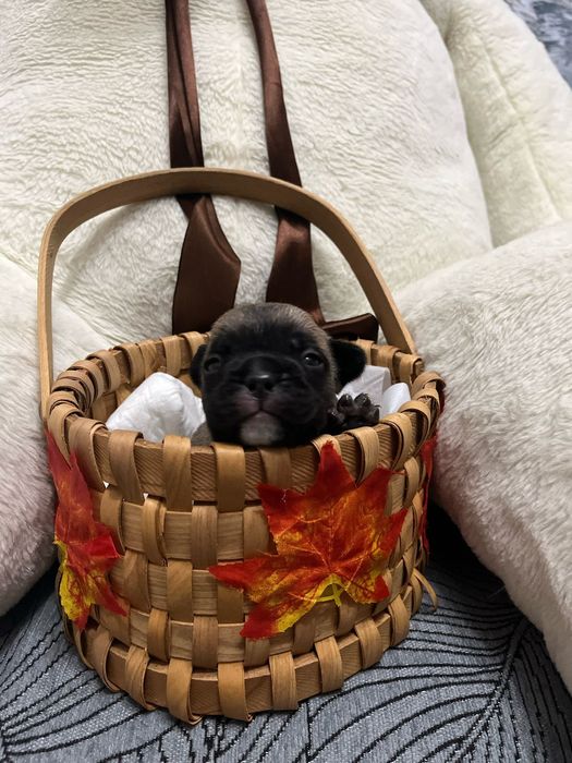 Щенки французики