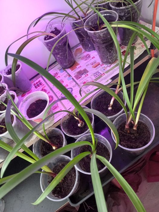 Продам луковички Валотты