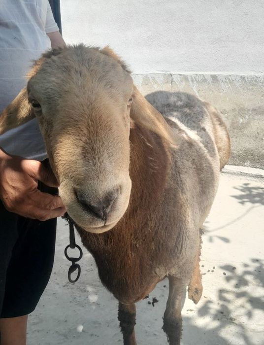 Arashan parodali qoʻchqor sotiladi