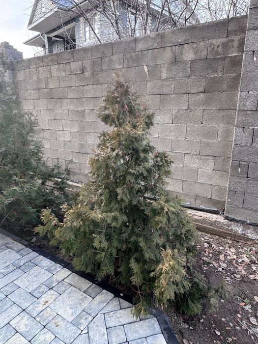 Продам туя  и Ёлки .