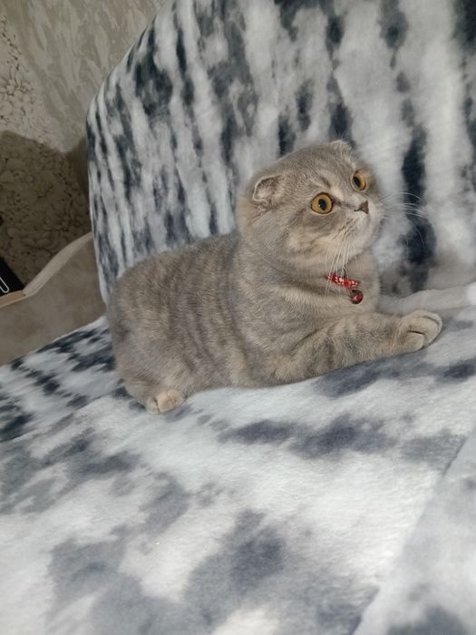 Mushuk SOTLADI yoki alshladi