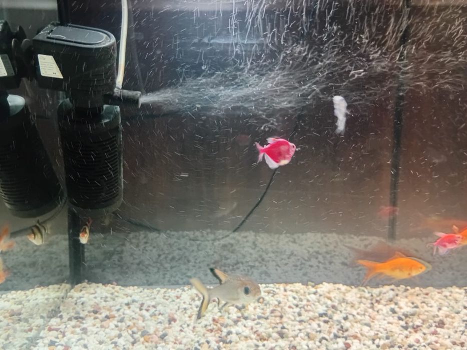 аквариом хороший