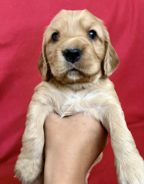 Щенки английского кокер-спаниеля