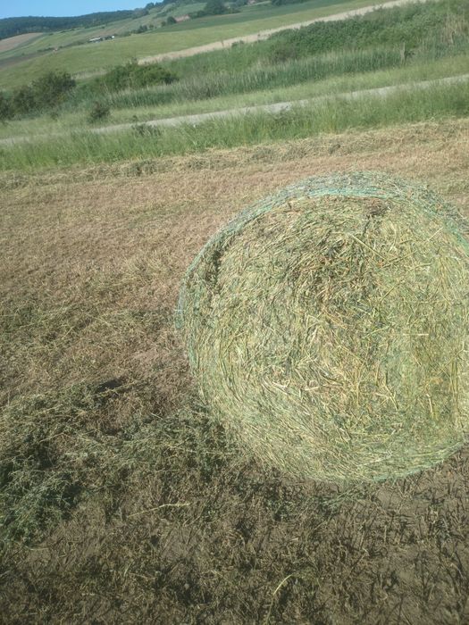 Baloți lucerna coasa a I a neplouata