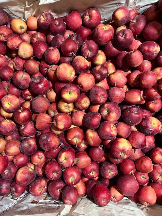 Яблоки с домашнего сада