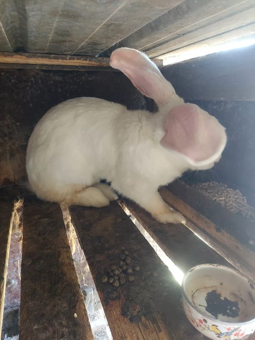 Срочна продам кроликав